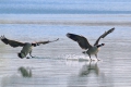 Kanadagans (Branta canadensis)