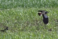 Kiebitz (Vanellus vanellus)