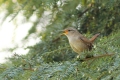 Zaunkönig (Troglodytes troglodytes)