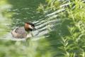 Haubentaucher (Podiceps cristatus)